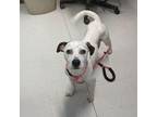 Adopt Zoey a Parson Russell Terrier