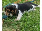 Beagle PUPPY FOR SALE ADN-618973 - Sweet beagle lady