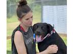 Adopt Ozzy-$25 Adoption Fee a Labrador Retriever, Mixed Breed