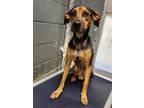 Adopt 24295 a German Shepherd Dog, Coonhound