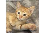 Adopt CARLTON - Silly, Fun, Playful, Affectionate, "Dog in a Cat Suit", Cuddly