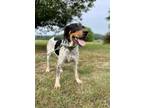 Adopt Trennon a Bluetick Coonhound