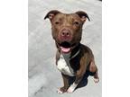 Adopt SWAN a Pit Bull Terrier, Mixed Breed