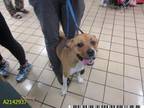 Adopt ARIANNA a Pit Bull Terrier, Mixed Breed