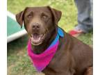 Adopt Athena - $85 a Labrador Retriever, Mixed Breed