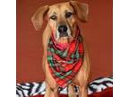 Adopt Maggie a Black and Tan Coonhound, Labrador Retriever