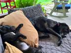 Adopt puppies a Collie, Black Labrador Retriever