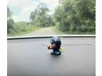 NFL Pipsqueaks Seattle Seahawks car dashboard buddy all teams available on Etsy