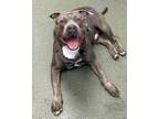 Adopt Grocery Sack a American Staffordshire Terrier, Mixed Breed