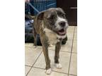 Adopt Valeturo a Terrier, Mixed Breed