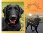 Adopt Arwen a Black Labrador Retriever, Labrador Retriever