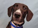 Adopt Bart a Labrador Retriever, Hound