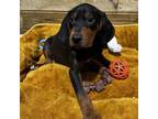 Adopt Reefer a Bluetick Coonhound, Redbone Coonhound