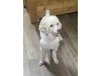 Adopt Morgan a Miniature Poodle