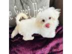 Maltese Puppy for sale in Hampstead, NC, USA