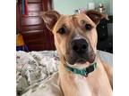 Adopt Teddy a Black Mouth Cur