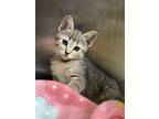 Adopt Amazon a Domestic Short Hair