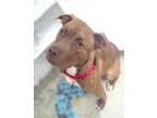 Adopt Brownie a Pit Bull Terrier, Mixed Breed