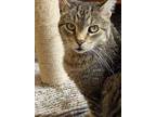 Adopt Mila a Tabby