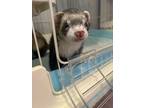 Adopt Kiko & Kiwi a Ferret