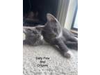 Adopt Salty Pete a Domestic Short Hair