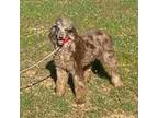 Mutt Puppy for sale in Dallas, TX, USA