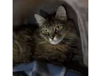 Adopt Julia Child a Maine Coon, Tabby