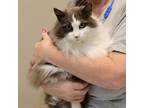 Adopt TK a Domestic Long Hair, Ragamuffin