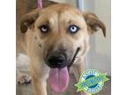 Adopt Caitlyn a Mixed Breed