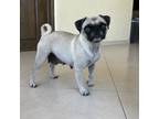 Adopt Mochi a Pug