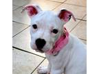 Adopt Rubilyn a Pit Bull Terrier