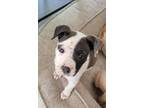 Adopt Piper a Pit Bull Terrier