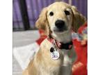 Adopt Summer a Golden Retriever