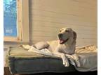 Adopt Cinderella a Yellow Labrador Retriever