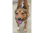 Adopt Chase a Pit Bull Terrier, Mixed Breed