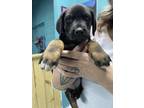 Adopt Bowie a Labrador Retriever, Mixed Breed