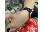 Adopt SCFL-Stray-sc217 a Domestic Short Hair