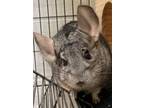 Adopt Betsy a Chinchilla