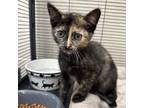 Adopt Franny a Domestic Short Hair