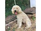 Adopt Kingston a Standard Poodle