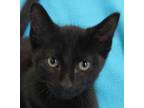 Adopt Pierre a Domestic Short Hair