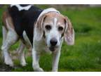 Adopt -Jasper in Massachusetts a Beagle, Basset Hound