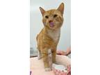 Adopt Totoro a Domestic Short Hair