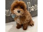 Cavapoo Puppy for sale in Hampstead, NC, USA