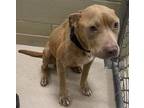 Adopt 16449 a Pit Bull Terrier