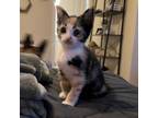 Adopt Poppy a Domestic Short Hair