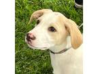 Adopt Lady Friday a Labrador Retriever