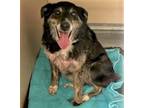 Adopt 53644040 a Australian Shepherd