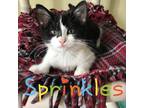 Adopt Sprinkles a Domestic Short Hair