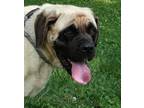 Adopt Sasha a Mastiff